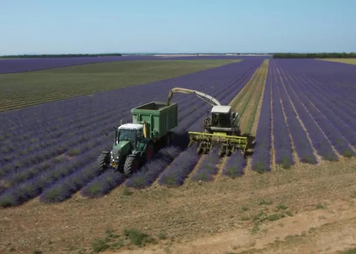Les Lavandes D'estoublon *
