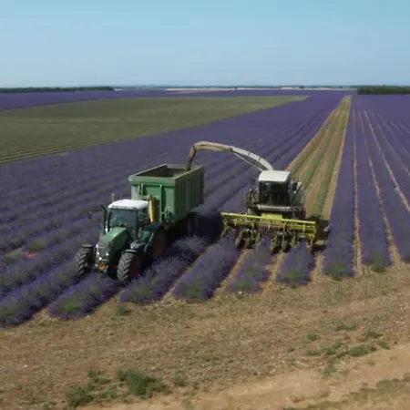 Les Lavandes D'estoublon *